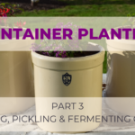 Three canning/pickling crocks with container planting of annual flowers