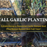 Fall Garlic Planting, Establishing a Perennial Garlic Raised Bed