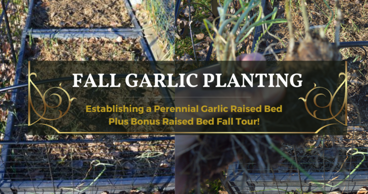 Fall Garlic Planting | How to Establish a Perennial Garlic Raised Bed