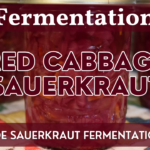 Red Cabbage Sauerkraut in Mason Jars